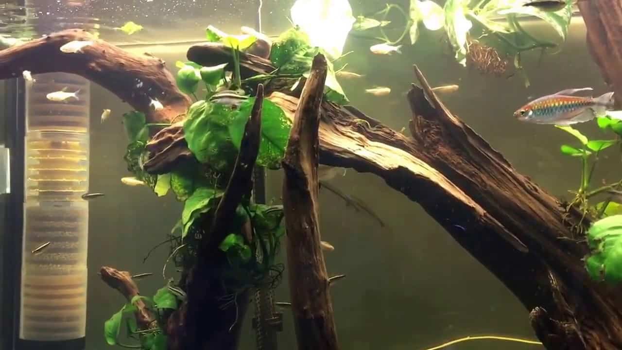 Comment réduire le bruit dans votre aquarium - Isolation Phonique